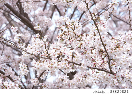 蟹ヶ谷公園の桜:染井吉野 蟹ヶ谷公園の桜:染井吉野 88329821