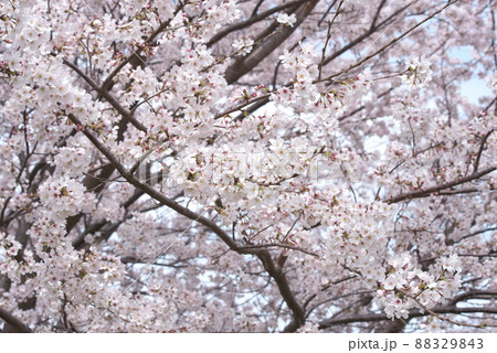 蟹ヶ谷公園の桜：染井吉野 88329843