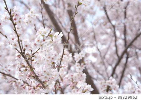 蟹ヶ谷公園の桜：染井吉野 88329962