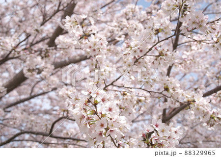 蟹ヶ谷公園の桜:染井吉野 蟹ヶ谷公園の桜:染井吉野 88329965