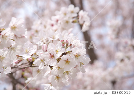 蟹ヶ谷公園の桜:染井吉野 蟹ヶ谷公園の桜:染井吉野 88330019