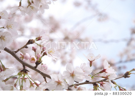 蟹ヶ谷公園の桜：染井吉野【空背景】 88330020