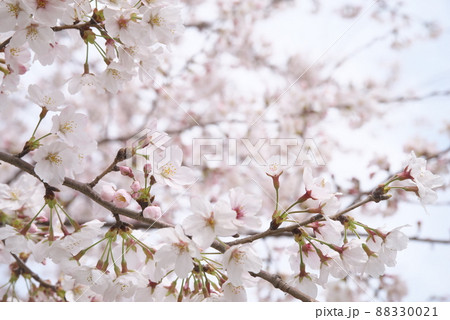蟹ヶ谷公園の桜:染井吉野 蟹ヶ谷公園の桜:染井吉野 88330021