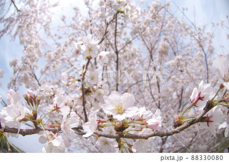 魚眼レンズで見た蟹ヶ谷公園の桜：染井吉野 88330080
