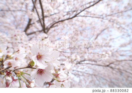蟹ヶ谷公園の桜：染井吉野 88330082