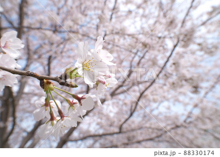 蟹ヶ谷公園の桜:染井吉野 蟹ヶ谷公園の桜:染井吉野 88330174