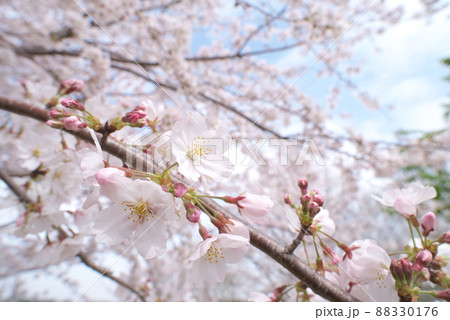 蟹ヶ谷公園の桜：染井吉野【空背景】 88330176
