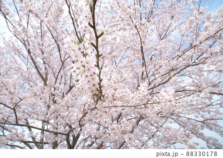 蟹ヶ谷公園の桜:染井吉野 蟹ヶ谷公園の桜:染井吉野 88330178
