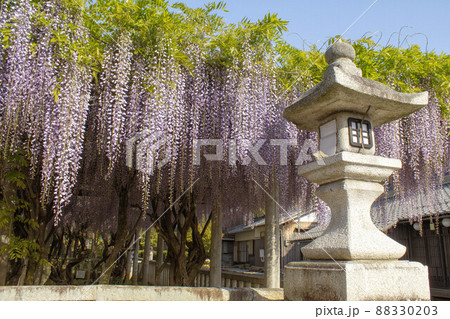 滋賀県甲良町の八幡神社に咲く満開の藤の花 滋賀県甲良町の八幡神社に咲く満開の藤の花 88330203
