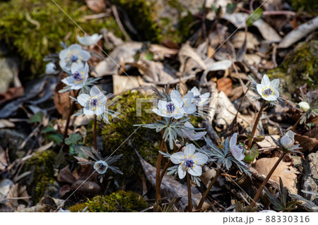 早春に咲く可憐な花の節分草が美しい 88330316