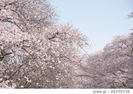 神奈川県千本桜の染井吉野 神奈川県千本桜の染井吉野 88330336