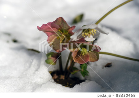雪の中の種をつけたクリスマスローズ・ニゲル 88330468