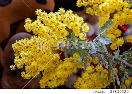 窓越しの可憐なミモザの花の写真素材 [88330529] - PIXTA