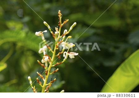 ガランガルの花 ガランガルの花 88330611