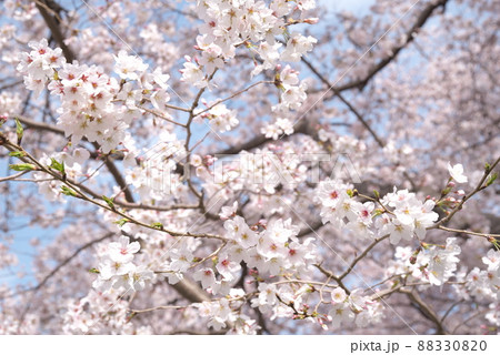 神奈川県千本桜の染井吉野 88330820
