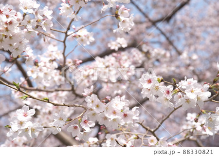 神奈川県千本桜の染井吉野 神奈川県千本桜の染井吉野 88330821