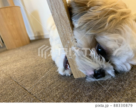 犬に噛まれてボロボロな我が家の椅子 88330879