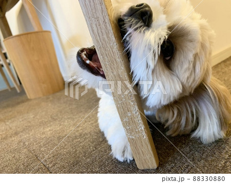 犬に噛まれてボロボロな我が家の椅子 88330880