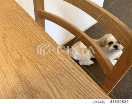 犬に噛まれてボロボロな我が家の椅子 88330882