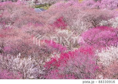 三重県いなべ市農業公園 一面の梅林 三重県いなべ市農業公園 一面の梅林 88330916