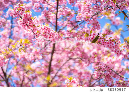 春の河津桜の枝とメジロ 春の河津桜の枝とメジロ 88330917