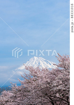 岩本山公園から富士山と満開の桜 岩本山公園から富士山と満開の桜 88331016