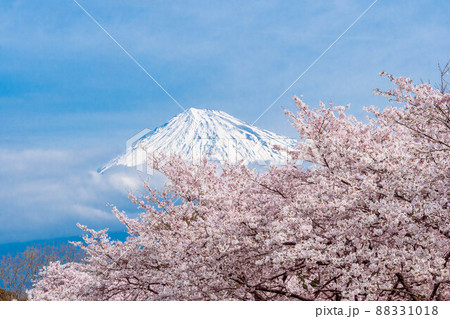 岩本山公園から富士山と満開の桜 岩本山公園から富士山と満開の桜 88331018