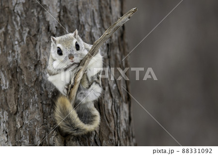 樹上でたたずむエゾモモンガ 樹上でたたずむエゾモモンガ 88331092