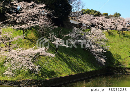 牛ケ淵と田安門に咲き誇る桜の並木 牛ケ淵と田安門に咲き誇る桜の並木 88331288