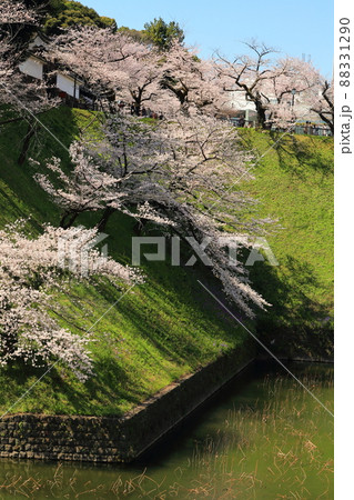 満開の桜咲く江戸城跡・牛ケ淵 満開の桜咲く江戸城跡・牛ケ淵 88331290