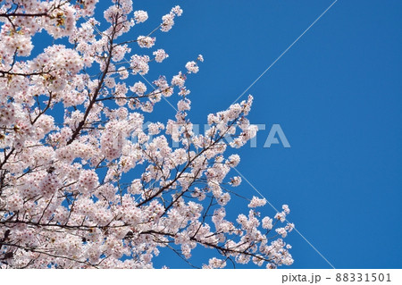 満開の桜と青空 満開の桜と青空 88331501