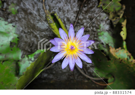 lotus or purple lotus or Water Lily or Nymphaea lotus lotus or purple lotus or Water Lily or Nymphaea lotus 88331574