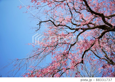 八重桜と青空のコピースペース 88331737