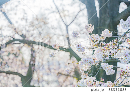 桜 クローズアップ 高画質背景用素材の写真素材 18