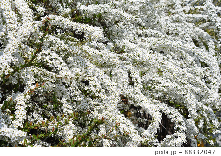 ユキヤナギ（雪柳） 88332047