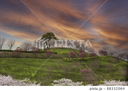 菊池公園の桜の名所に咲き誇るソメイヨシノと菜の花の満開の風景 菊池公園の桜の名所に咲き誇るソメイヨシノと菜の花の満開の風景 88332064
