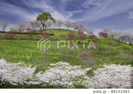 菊池公園の桜の名所に咲き誇るソメイヨシノと菜の花の満開の風景 88332065