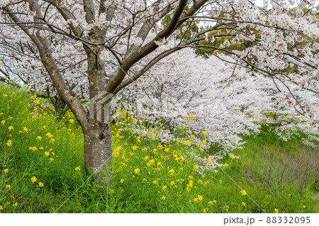 菊池公園の桜の名所に咲き誇るソメイヨシノと菜の花の満開の風景 88332095