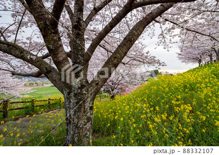 菊池公園の桜の名所に咲き誇るソメイヨシノと菜の花の満開の風景 88332107