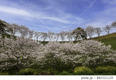 菊池公園の桜の名所に咲き誇るソメイヨシノと菜の花の満開の風景 菊池公園の桜の名所に咲き誇るソメイヨシノと菜の花の満開の風景 88332120