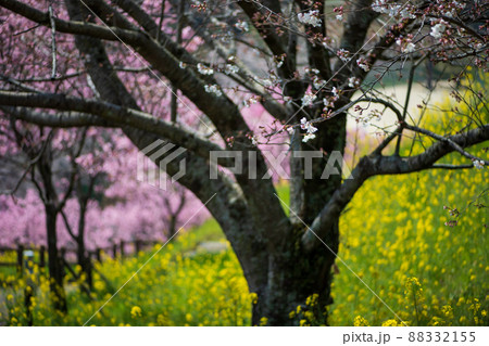 菊池公園の桜の名所に咲き誇るソメイヨシノと菜の花の満開の風景 菊池公園の桜の名所に咲き誇るソメイヨシノと菜の花の満開の風景 88332155