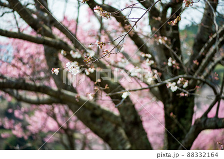 菊池公園の桜の名所に咲き誇るソメイヨシノと菜の花の満開の風景 88332164
