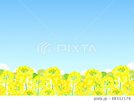背景素材 菜の花 青空 背景素材 菜の花 青空 88332178