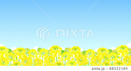 背景素材 菜の花 青空 背景素材 菜の花 青空 88332184