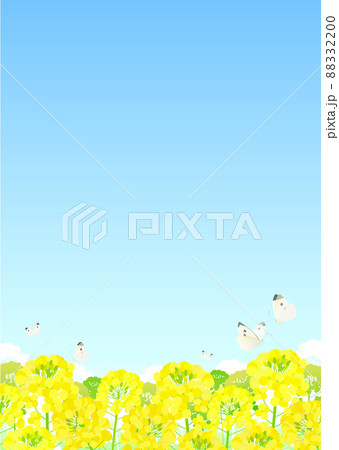 背景素材 菜の花 蝶 モンシロチョウ 青空 88332200