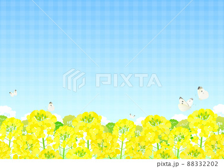 背景素材 菜の花 蝶 モンシロチョウ 青空 88332202