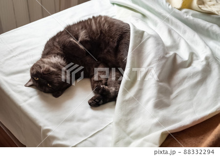 Cute cat relaxing on the owner's bed, funny animal concept 88332294