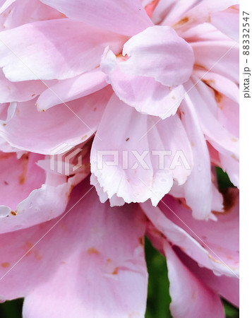 Beautiful spring flowers with green leaves close-up Beautiful spring flowers with green leaves close-up 88332547