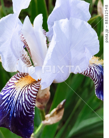 Beautiful spring flowers with green leaves close-up Beautiful spring flowers with green leaves close-up 88332548