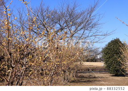 蝋梅の林の風景 蝋梅の林の風景 88332552